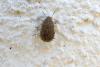 Sciocoris sp.
